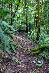 Obraz premium Trail Hiking Trail in the Jungle of Costa Rica