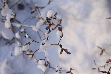 snowy landscape in winter