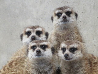 ミーアキャット