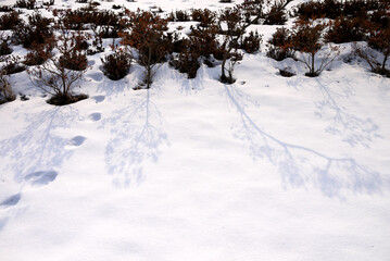 Fototapeta na wymiar snowy landscape in winter