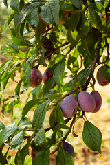 Ripe fresh plums on the tree. Sunny day. Farms, agriculture. Agro tourism