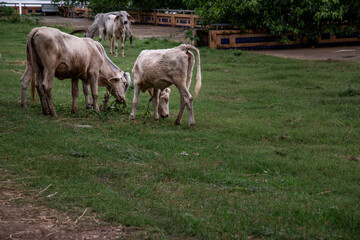 Obraz premium White cows on a field on a nite day in summer.
