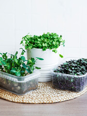 Assortment of micro greens on wooden table