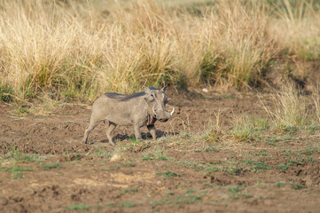 Warthog walking in the bushveld