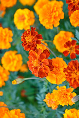 Red and yellow flowers marigolds lat. tagetes is a genus of annual and perennial plants of the asteraceae family