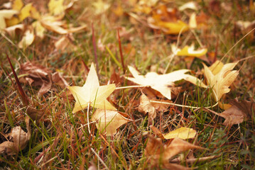 autumn park landscape
