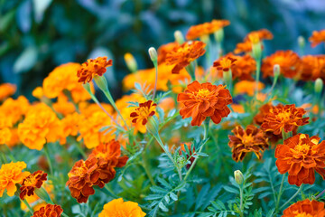 Red and yellow flowers marigolds lat. tagetes is a genus of annual and perennial plants of the asteraceae family