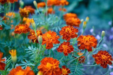 Red and yellow flowers marigolds lat. tagetes is a genus of annual and perennial plants of the asteraceae family