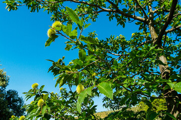 Vi&ntilde;edos de la comarca del Priorat, provincia de Tarragona, Catalunya.