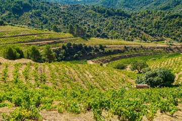 Viñedos de la comarca del Priorat, provincia de Tarragona, Catalunya.
