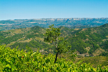 Viñedos de la comarca del Priorat, provincia de Tarragona, Catalunya.