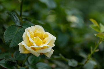 雨の日の黄色いバラ
