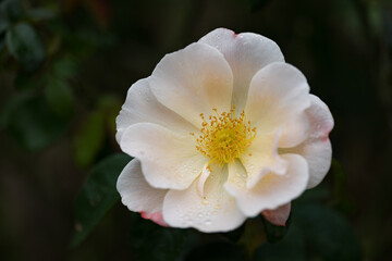 Obraz premium 雨の日のピンクのバラ