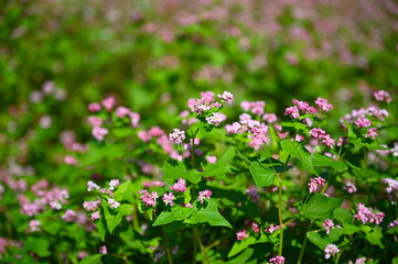 日本の国営武蔵丘陵森林公園の花畑の赤そばの花が咲く風景
