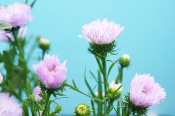 Obraz premium ピンクの小菊