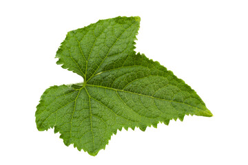 Cucumber leaf on white background