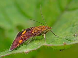 Obraz premium small moth on plant leaf