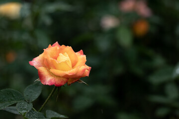 雨の日のオレンジのバラ