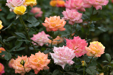 雨の日の色とりどりのバラ