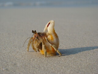 hermit crab eyes. hermit crab peeking out of its shell