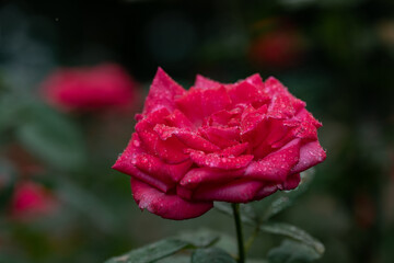 雨の日の赤いバラ