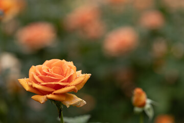 雨の日のオレンジのバラ