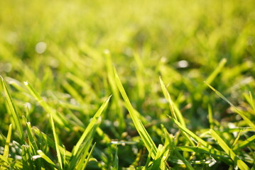 green plants