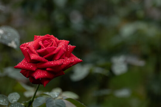 雨の日の赤いバラ