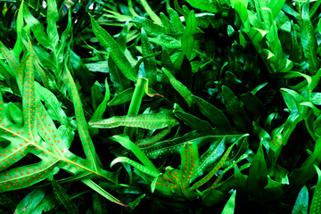 background of green leaves fern in forest