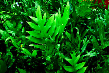 background of green leaves fern in forest