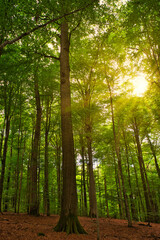 Fototapeta premium Sonnenstrahlen in einem dichten Buchenwald