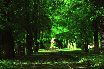 alley in autumn park landscape, fall yellow road seasonal landscape in october in the city