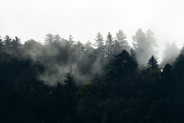 fog in the forest