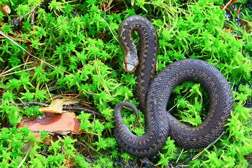 snake viper in the swamp, reptile in the wild, poisonous dangerous animal, wildlife