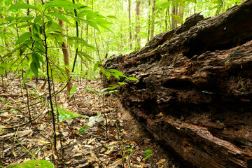 Fototapeta premium Decaying log on rainforest floor — close-up of rotting wood, leaf litter and new growth