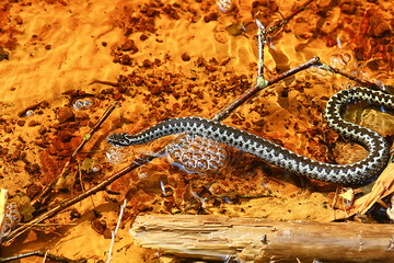 blue european viper, striped venomous dangerous snake nature wild