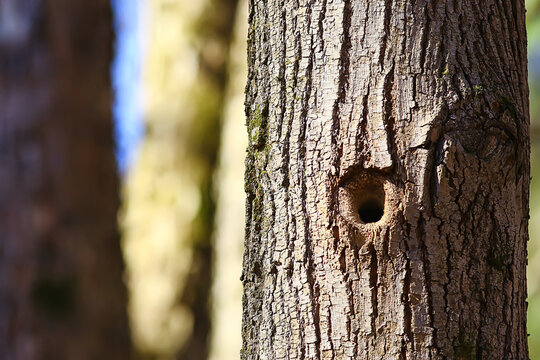 hollow in the tree, old oak hole small bird house