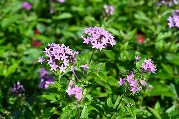 日本の国営武蔵丘陵森林公園の花畑で咲く紫色のペンタスの花