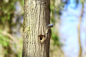 nuthatch at the hollow, little forest bird nest, spring in the wild nature