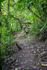 Trail Hiking Trail in the Jungle of Costa Rica