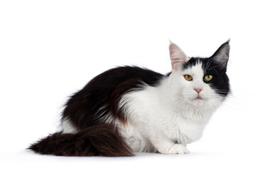 Maine Coon cat on white background