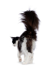 Obraz premium Maine Coon cat on white background