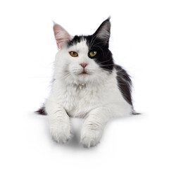 Maine Coon cat on white background
