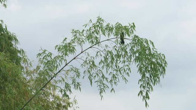 black wagtail bird resting on green bamboo branch after the rain
