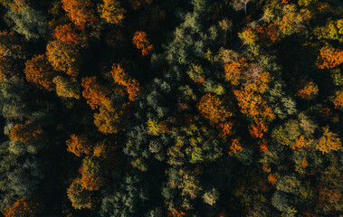 Naklejka na ściany i meble Above shot of autumn colorful forest
