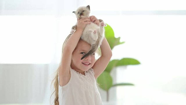Child girl with ragdoll kitten