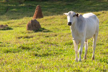 white nelore cow in the pasture