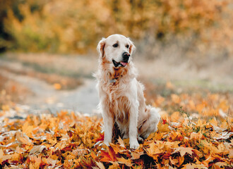 Golden retriever dog in park