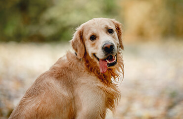 Obraz premium Golden retriever dog in park