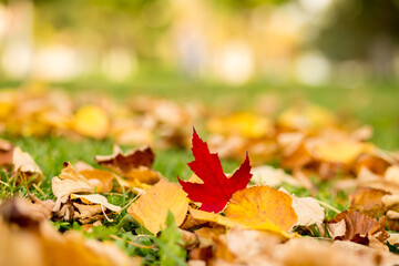 Red maple leaf lies among yellow fallen leaves in autumn forest